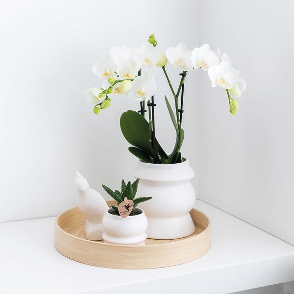 Überraschungsbox - 4 verschiedene Orchideen