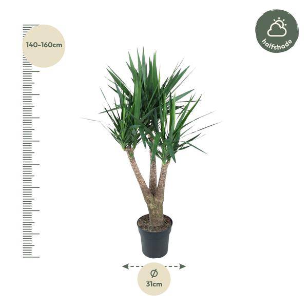 Riesen-Palmlilie - Yucca Elephantipe - Zimmerpflanze - 150 cm - ø31cm