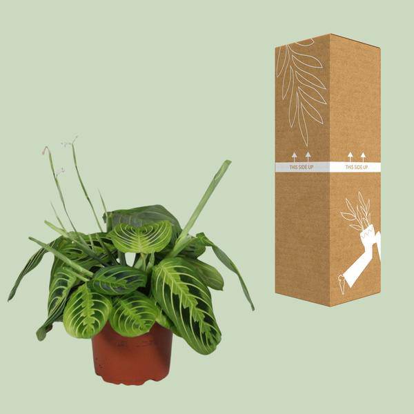 Pfeilwurz - Maranta Leuconeura Fascinator Lemon Lime - Zimmerpflanze - Ø12cm - ↕30cm