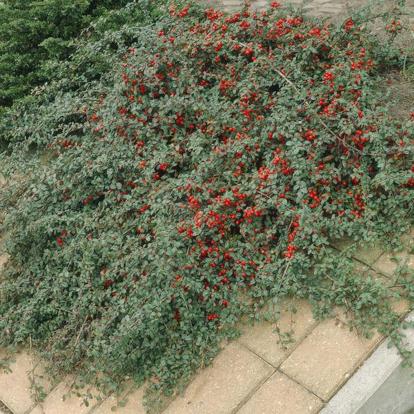 Teppich-Zwergmispel - Cotoneaster dammeri - ↕10-25cm - Ø9cm - 40 Stück