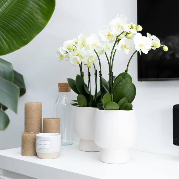 Weiße Phalaenopsis Orchidee Juwel Gent – Blühende Zimmerpflanze – Ø12cm – Elegante weiße Blüten – Perfekt für Zuhause & Büro