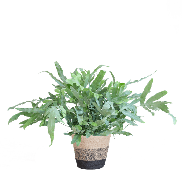 Phlebodium Aureum 'Blue Star' - Blauer Tüpfelfarn - Zimmerpflanze + Korb Lissabon Schwarz - ↕40cm - Ø17cm