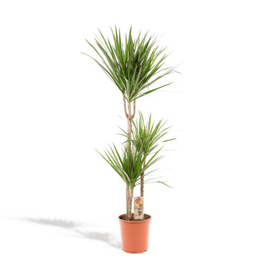 Drachenbaum Dracaena Marginata – Zimmerpflanze – Ø21cm x ↕120cm – Tropische Grünpflanze mit luftreinigender Wirkung – Pflegeleicht – Ideal für Wohnzimmer & Büro