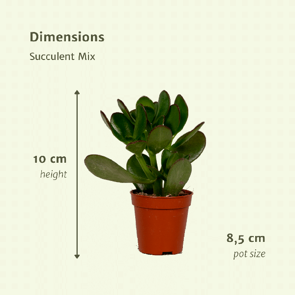 Sukkulenten Mix - 9 Stück - Ø8,5cm - ↕10 cm