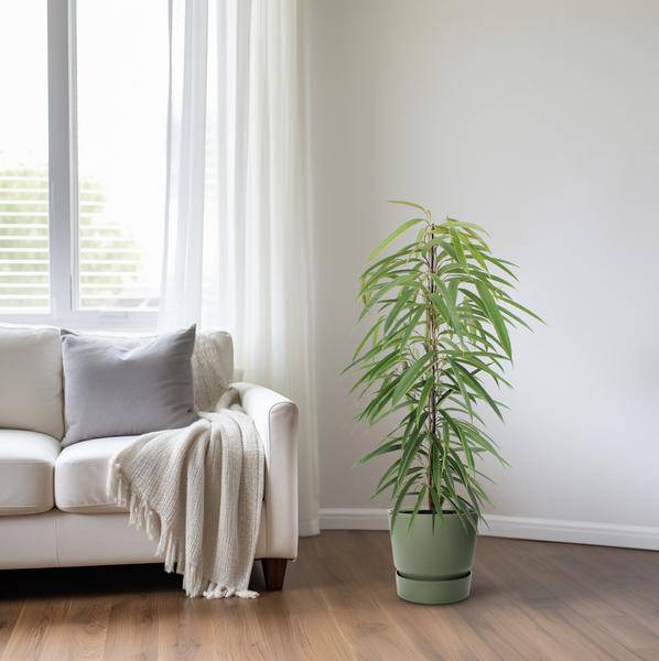 Schmalblättrige Birkenfeige - Ficus Binnendijkii Alii - Zimmerpflanze - Ø21cm - ↕80cm