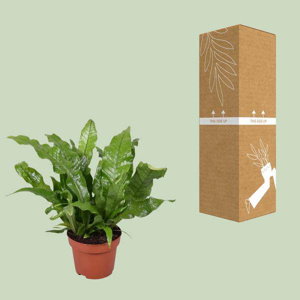 Krokodilfarn - Microsorum Crocodyllus - Zimmerpflanze - Ø12cm - ↕30cm