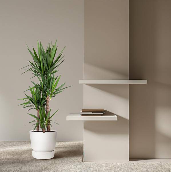 Riesen-Palmlilie – Yucca Elephantipes – Zimmerpflanze – Ø34cm – ↕180cm – Pflegeleicht & Robust – Für Innen & Außen