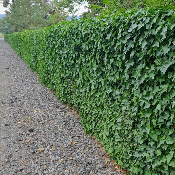 Großblättriger Irischer Efeu - Hedera Hibernica - ↕10-25cm - Ø9cm - 40 Stück