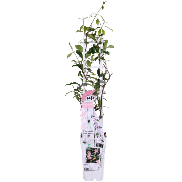 Sternjasmin Trachelospermum 'Star of Ibiza' – Rosa – Immergrüne Kletterpflanze – ca. 65cm Höhe – Duftender mediterraner Jasmin für Terrasse & Balkon