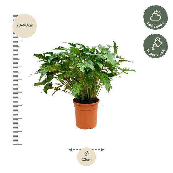 Baumfreund - Philodendron Xanadu - Zimmerpflanze - 80cm - Ø27cm