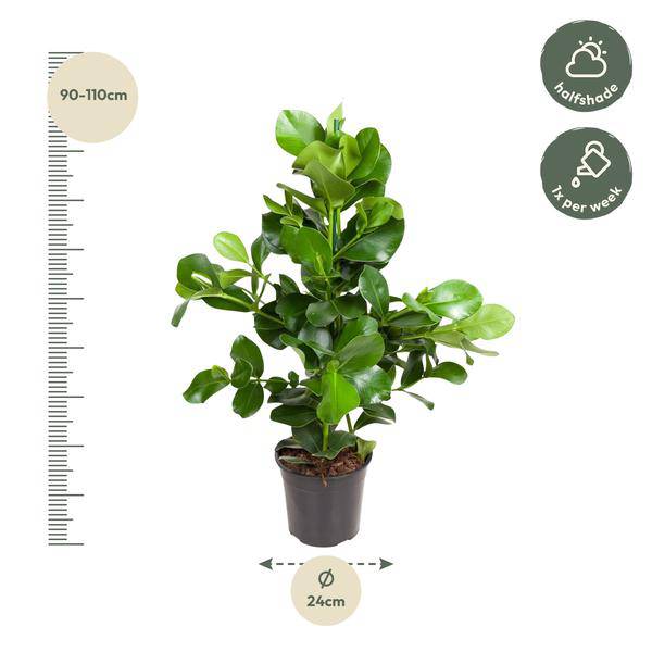 Balsamapfel – Clusia Rosea 130cm – Ø24cm – Zimmerpflanze mit dichten glänzenden Blättern – Robuste pflegeleichte Grünpflanze für Wohnzimmer, Büro & Wintergarten