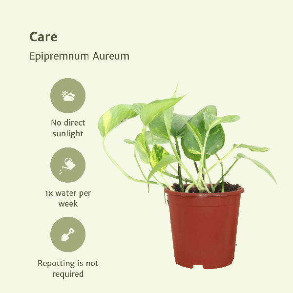 Efeutute - Epipremnum Aureum Scindapsus - Zimmerpflanze - 20cm - ø12cm - 2 Stück