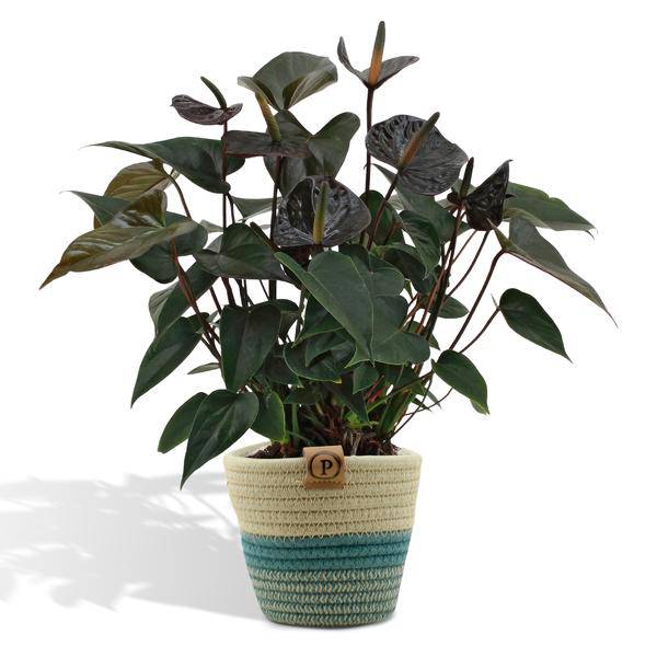 Flamingoblume - Anthurium andreanum Black Love - Zimmerpflanze + Korb Pure - 45cm - Ø12cm