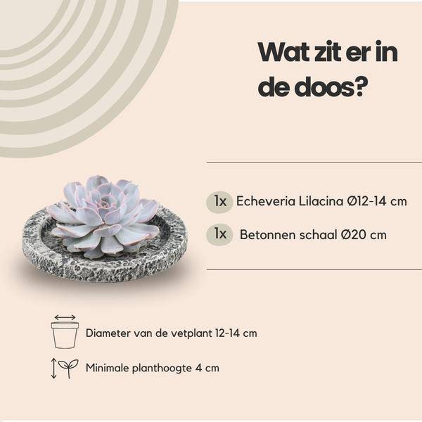 Sukkulente - Echeveria Lilacina in Schale 'Concrete' - Zimmerpflanze - Ø20 cm - ↕5cm