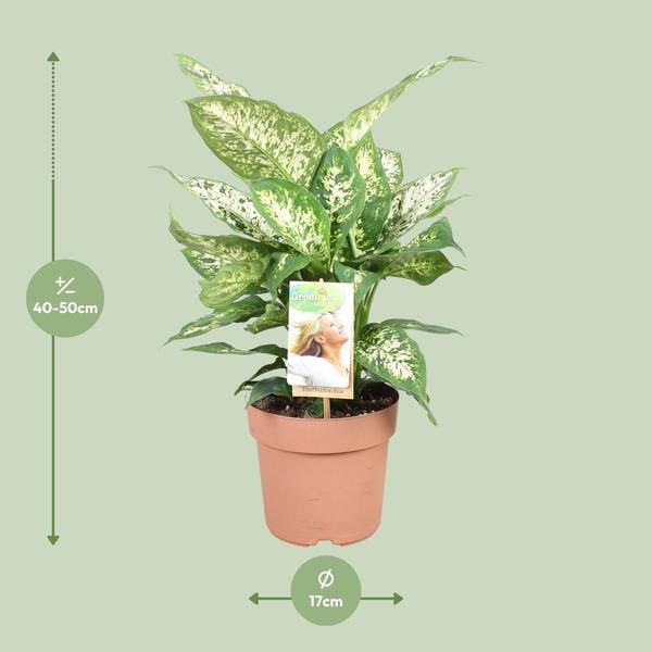 Dieffenbachie - Dieffenbachia Compacta - Zimmerpflanze - Ø17cm - ↕45cm