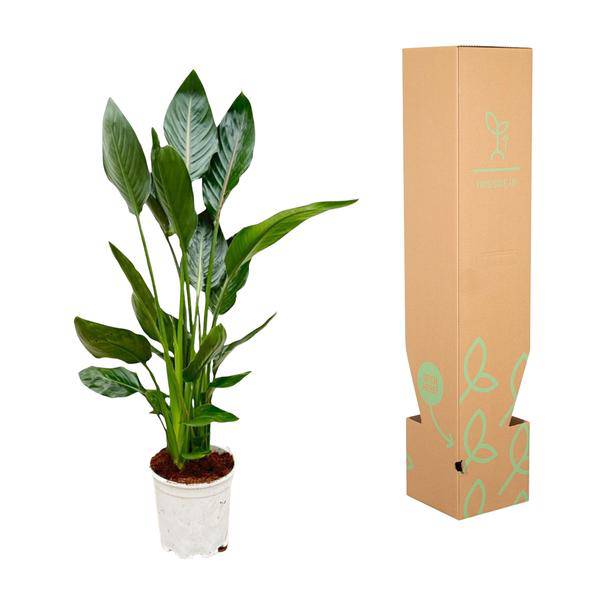 Paradiesvogelblume Strelitzia Reginae – Zimmerpflanze – Ø19cm – Höhe ca. 100cm – Exotische Blüten – Für Innen & Außen – Pflegeleicht