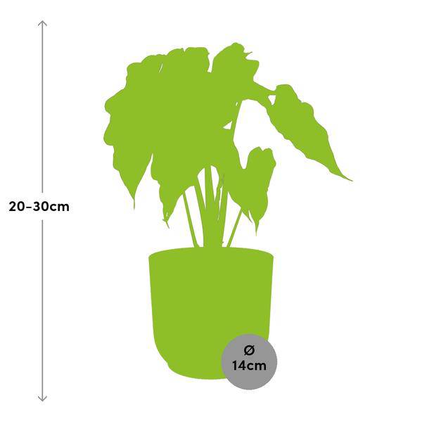 Pfeilblatt - Alocasia 'Polly' - Zimmerpflanze + Topf Vibes Fold 14cm Gelb