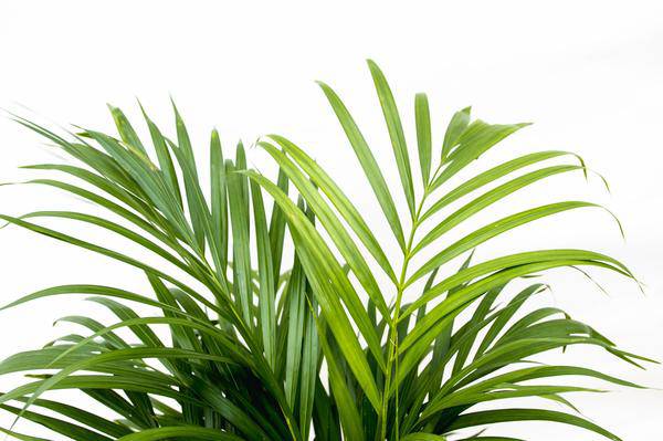 Goldfruchtpalme – Dypsis Lutescens – Areca-Palme – Zimmerpflanze 150cm – Ø24cm – Tropische Grünpflanze mit eleganten Wedeln – Exklusive Kübelpflanze für Wohnzimmer, Büro & Balkon – Pflegeleicht