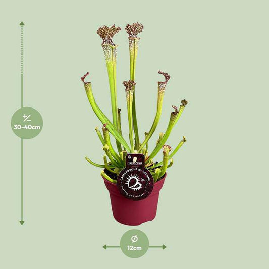 fleischfressende Pflanze - Sarracenia Farnhamii - Zimmerpflanze - Ø12cm - ↕40cm