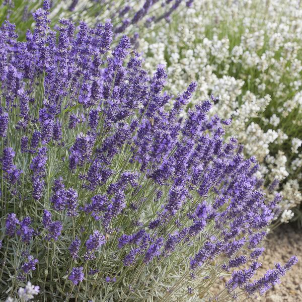 Lavendel – Lavandula angustifolia 'Hidcote' – Zierpflanze – Ø9 cm – 12 Pflanzen – blühfreudig & pflegeleicht – Sommerblüte