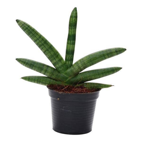 Sansevieria Skyline – Bogenhanf – Zimmerpflanze – Höhe ca. 25cm – ø10,5cm – Pflegeleichte Grünpflanze für Innenräume – Luftreinigende Pflanze für Wohnzimmer, Büro & Schlafzimmer