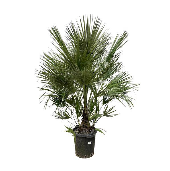 Grüne Zwergpalme - Chamaerops Humilis - 200cm - ø40cm