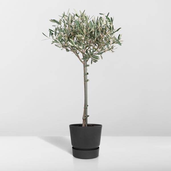 Olivenbaum - Olea - Zimmerpflanze - Ø19cm - ↕90cm