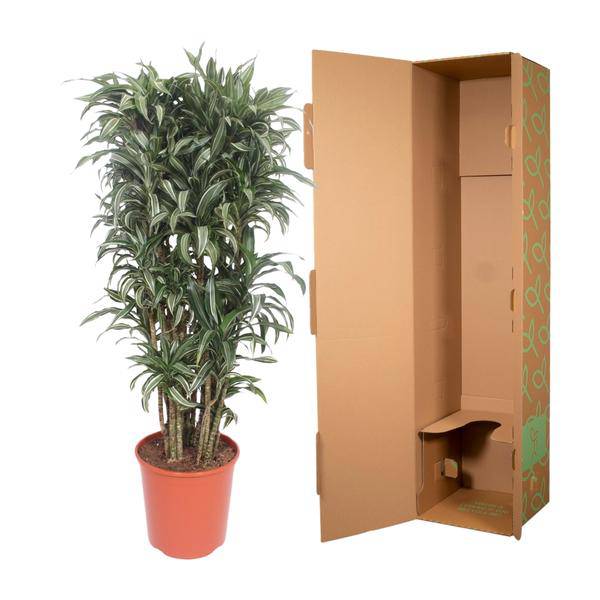 Drachenbaum - Dracaena Warneckei compacta - Zimmerpflanze - 150cm - ø30cm