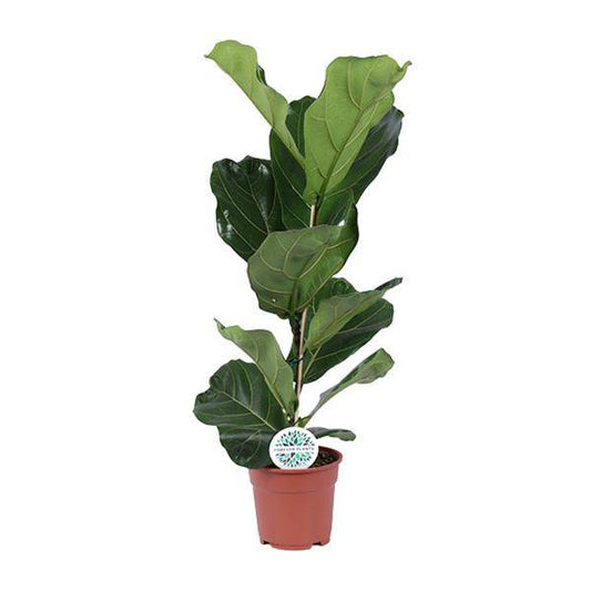 Ficus lyrata – Geigen-Feige – Zimmerpflanze – Luftreinigend – Dekorativ – Topf Ø17 cm – Höhe ca. 60 cm – Pflegeleicht – Wohnzimmerpflanze