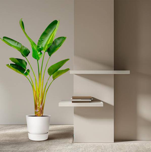 Baum-Strelitzie - Strelitzia Augusta - Zimmerpflanze - 160cm - Ø24cm