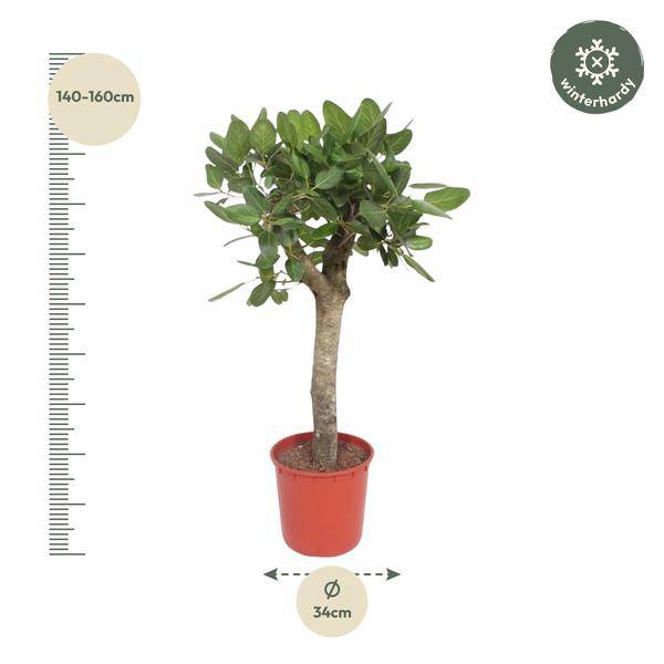 Banyan-Feige - Ficus Benghalensis - 150cm - ø34cm