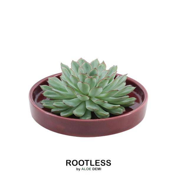 Sukkulente - Echeveria Pulidonis in Schale 'Rot' Ø20cm - ↕5cm
