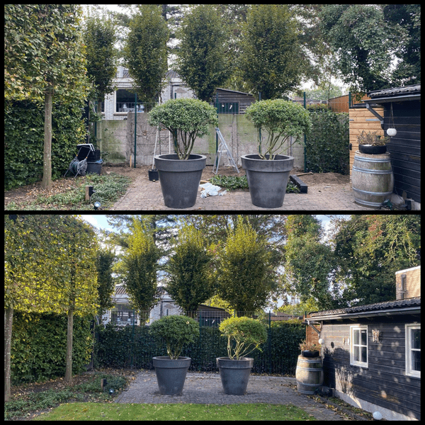 Hedera Hibernica – Efeu – gestäbt – Höhe 125-150cm – Immergrüne Kletterpflanze – robuste Heckenpflanze für Garten, Balkon & Terrasse