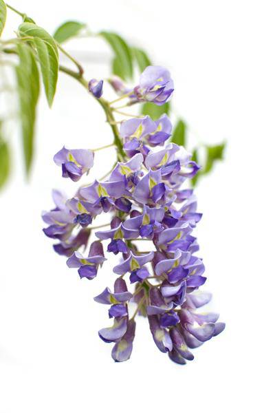 Chinesischer Blauregen - Wisteria sinensis 'Prolific' - ↨65cm - Ø15cm - 2 Stück
