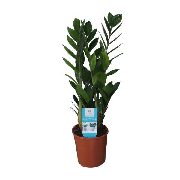 Glücksfeder - Zamioculcas Zamiifolia - Zimmerpflanze - Ø14cm - ↕55cm