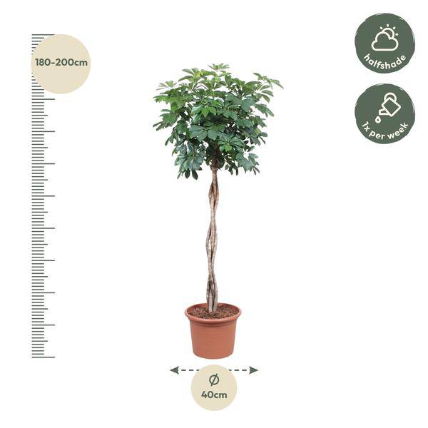 Strahlenaralie - Schefflera Arboricola Compacta - Zimmerpflanze - 190cm - ø40cm