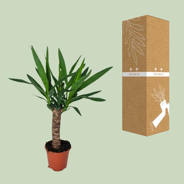 Palmlilie - Yucca - Zimmerpflanze - Ø14cm - ↕60cm