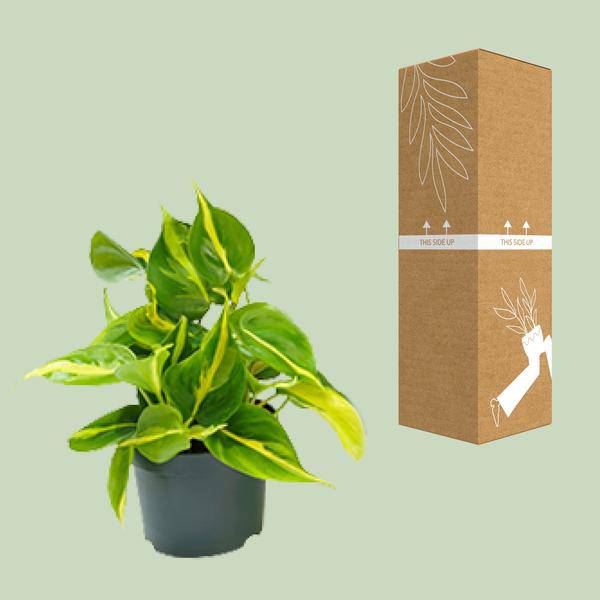 Philodendron Scandens Brasil – Zimmerpflanze – Ø 12 cm – Höhe ca. 20 cm – Glänzende Blätter – Pflegeleicht & Halbschatten-Liebhaber