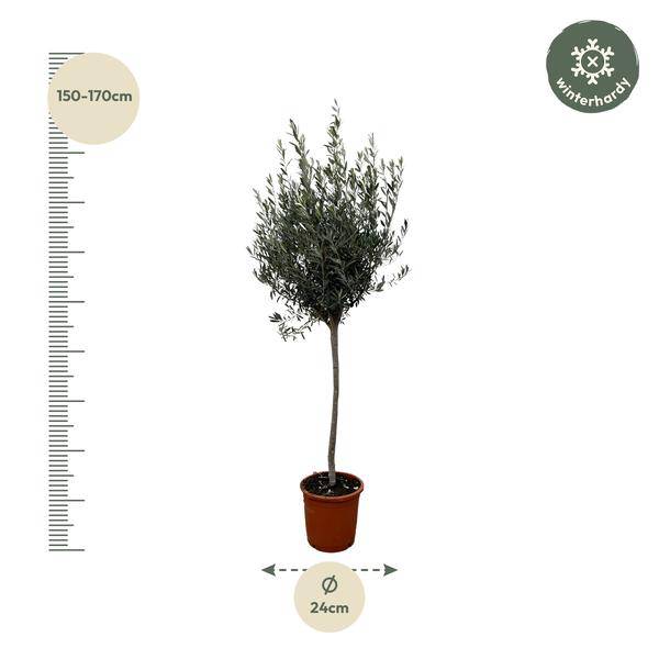 Olivenbaum – Olea Europaea 160cm – Ø24cm – Mediterrane Kübelpflanze mit silbergrünen Blättern – Edler Olivenbaum für Garten, Terrasse, Balkon & Wintergarten – Pflegeleicht
