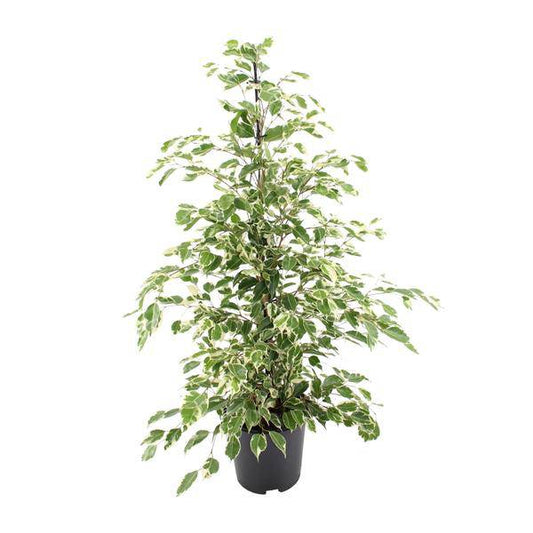 Bikrenfeige Ficus benjamina 'Twilight' – Zimmerpflanze – ca. 95cm Höhe – Eleganter, grüner Blickfang für helle Innenräume