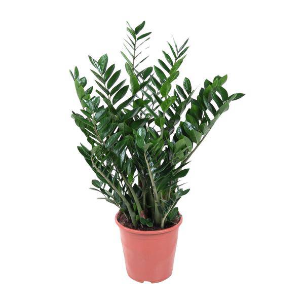 Glücksfeder - Zamioculcas Zamiifolia - Zimmerpflanze - 100 cm - ø27cm