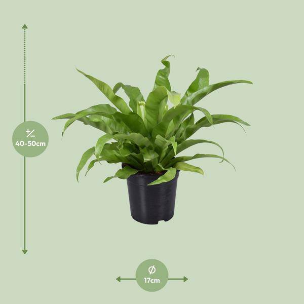 Nestfarn - Asplenium Antiquum - Zimmerpflanze - Ø17cm - ↕45cm