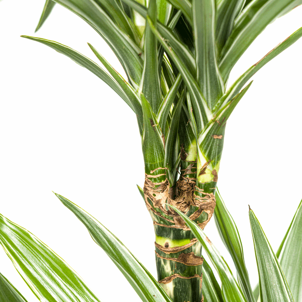 Dracaena Deremensis Weiß gestreift Ø19cm - ↕70 - 90cm