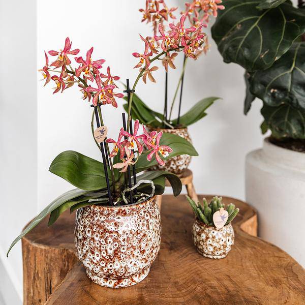 Safari Topf – Dekorativer Keramiktopf – Handgefertigter Blumentopf – Stilvolles Pflanzgefäß für Zimmerpflanzen – Ø12cm