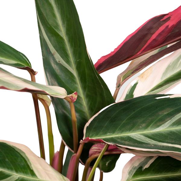 Calathea Triostar - Pfauenpflanzet - Ø19cm - ↕70cm - Oasis of Life