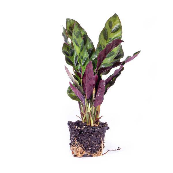 Pfauenpflanze Calathea Lancifolia – Terrarienpflanze Ø6cm – Exotische Zimmerpflanze mit langgezogenen, gemusterten Blättern