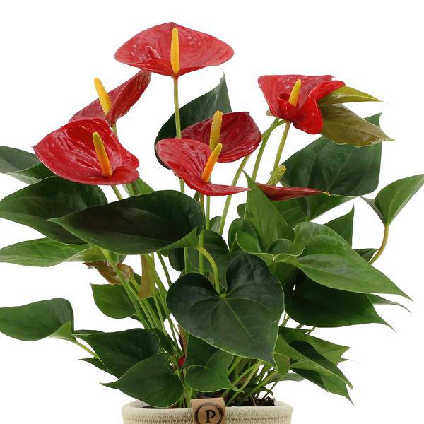 Flamingoblume - Anthurium andreanum Diamantrot - Zimmerpflanze + Korb Pure - 45cm - Ø12cm