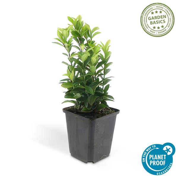 Japanischer Spindelstrauch Euonymus japonicus 'Green Spire' – 60 Pflanzen – ↕10-25cm – Ø9cm – Immergrüner Heckenstrauch & Solitärpflanze – Pflegeleicht & schnittverträglich – Sonne & Schatten