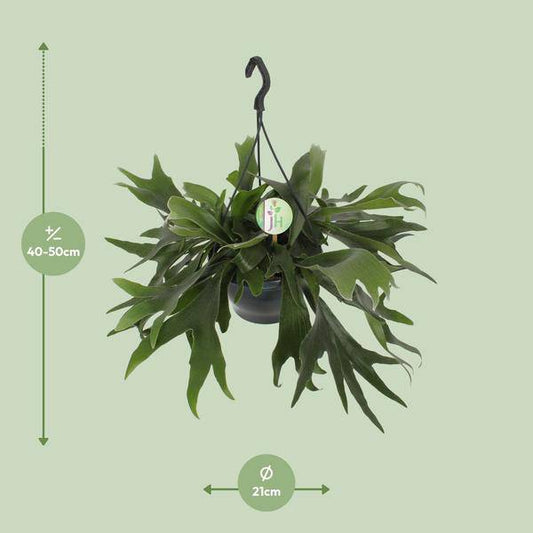 Geweihfarn - Platycerium Bifurcatum - Zimmerpflanze - Ø21cm - ↕50cm