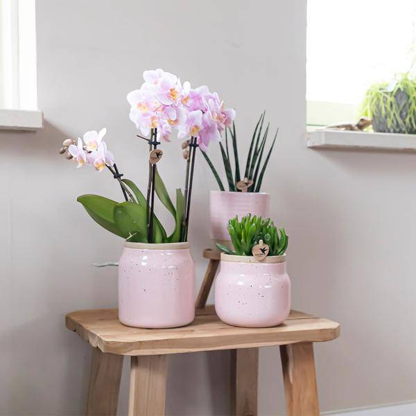 Überraschungsbox mit 4 verschiedenen Orchideen